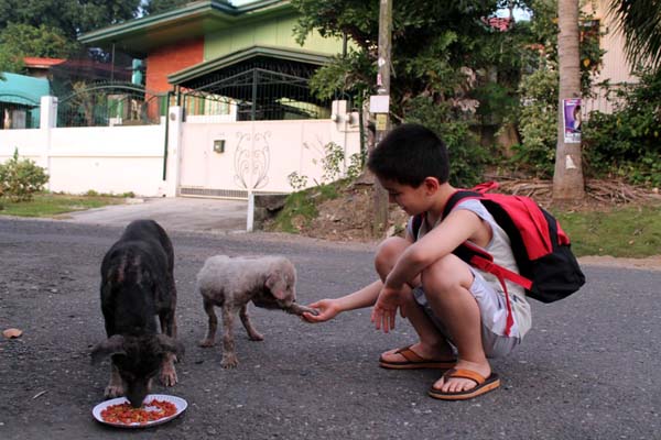 kid feeds dogs 