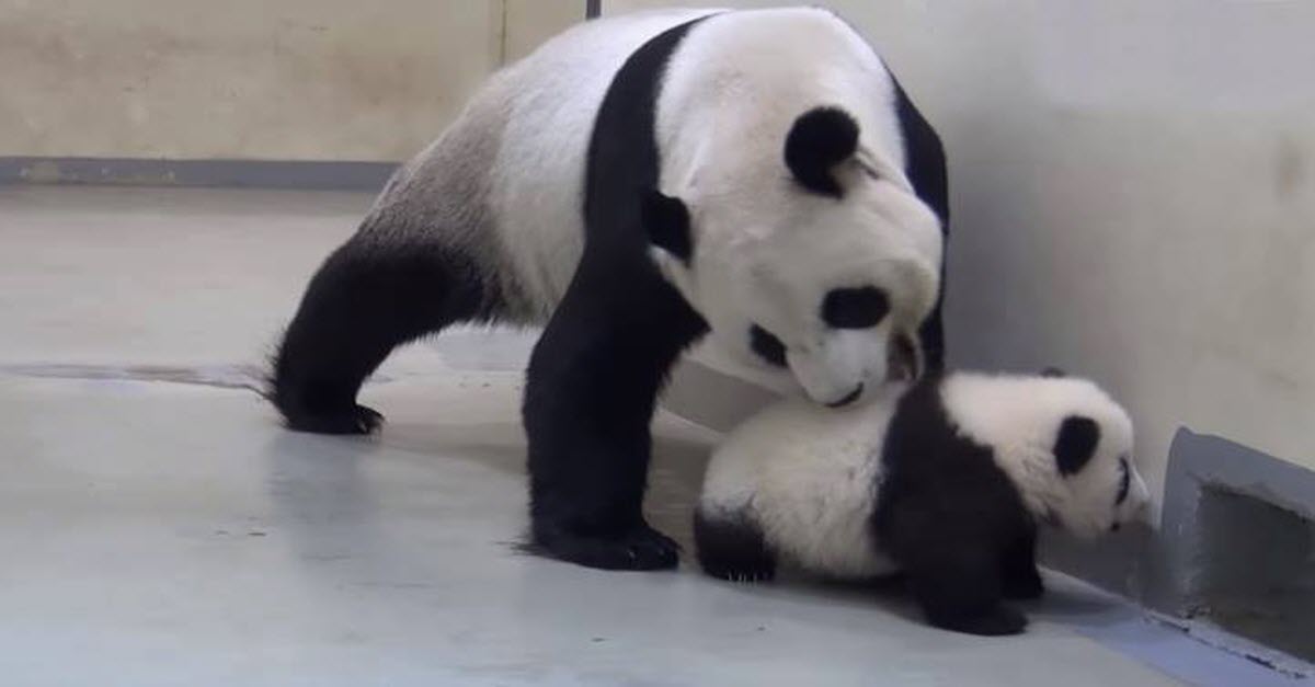 panda mom
