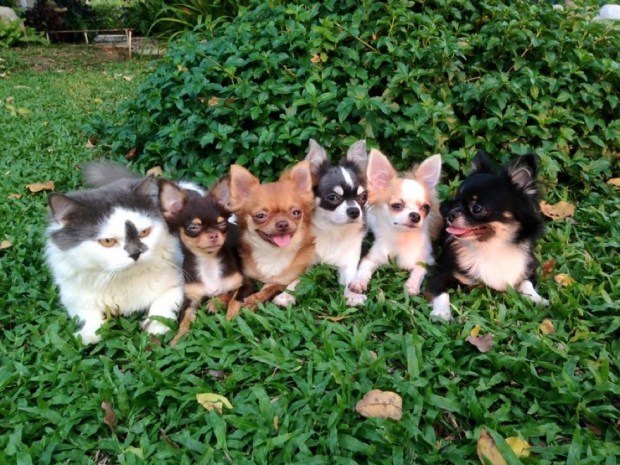 cat adopts puppies 