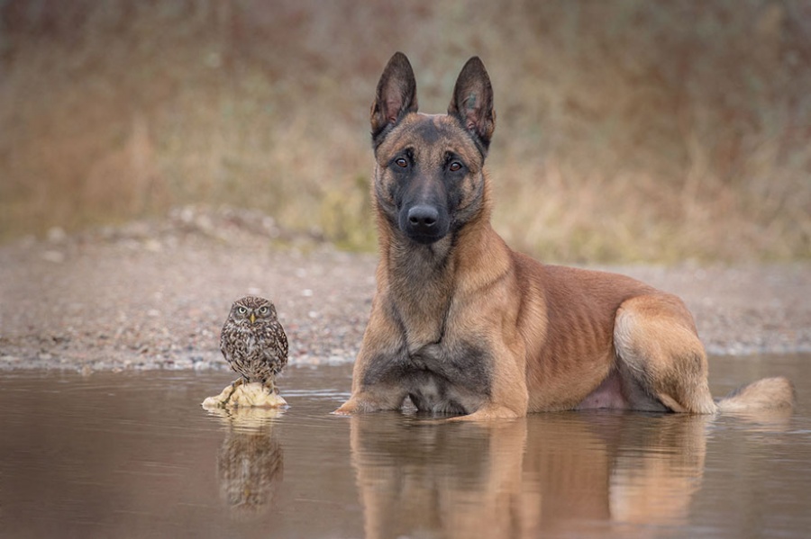 dog and owl friends 