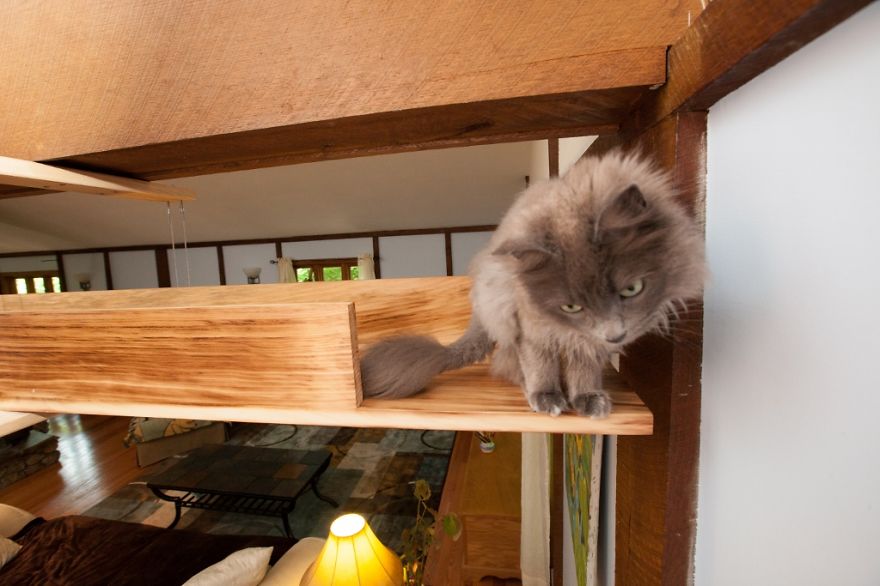house transforms into cat paradise