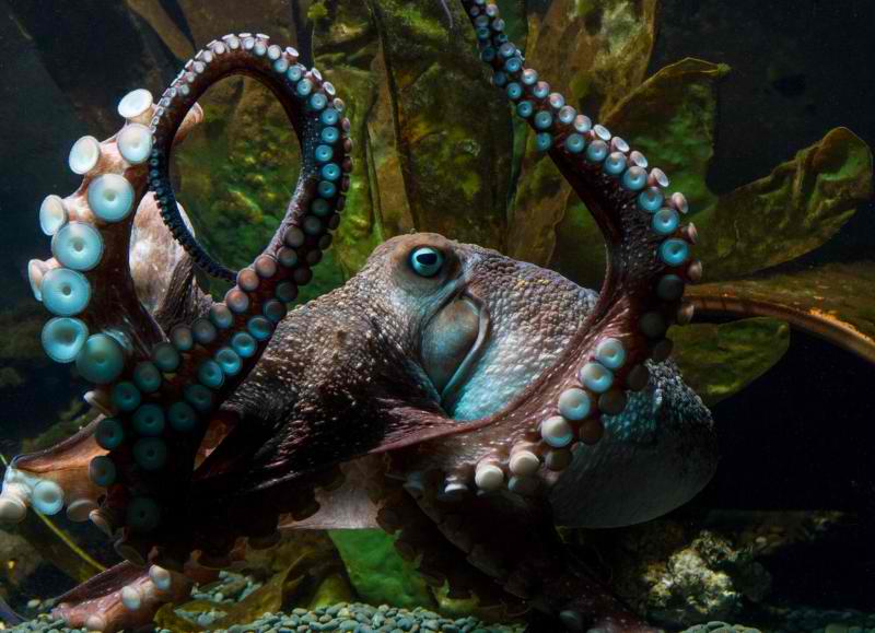 octopus escapes aquarium 