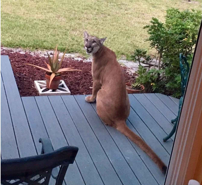 panther on front porch 