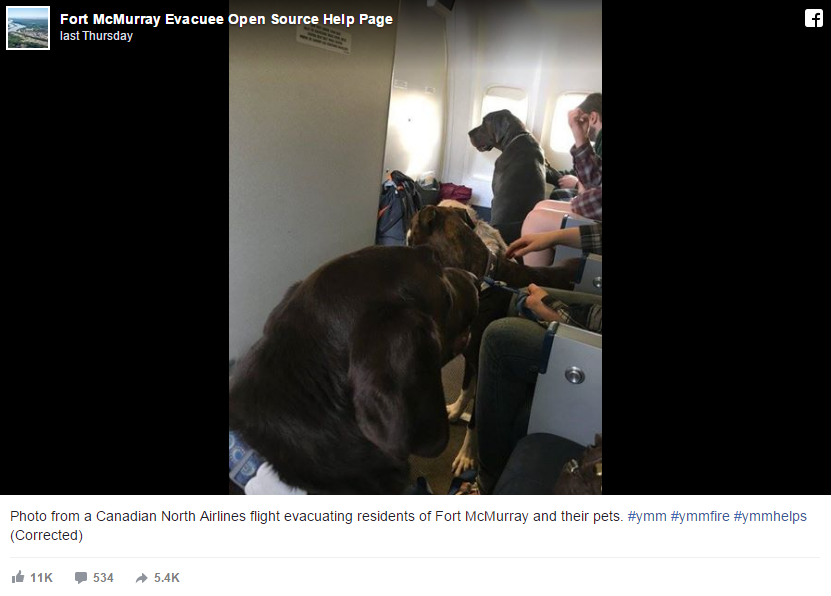 airline allows passengers to bring dogs 