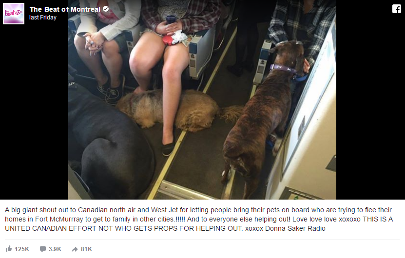 airline allows passengers to bring dogs 