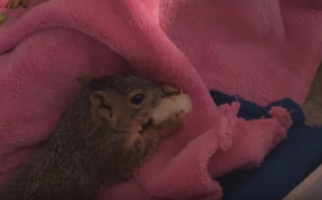 man saves baby squirrels 