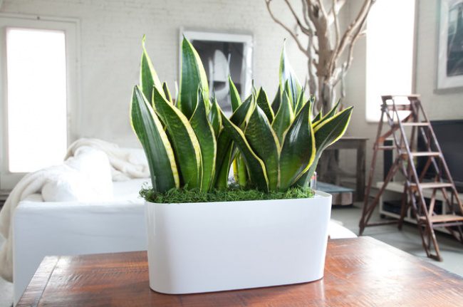 houseplants can live without water