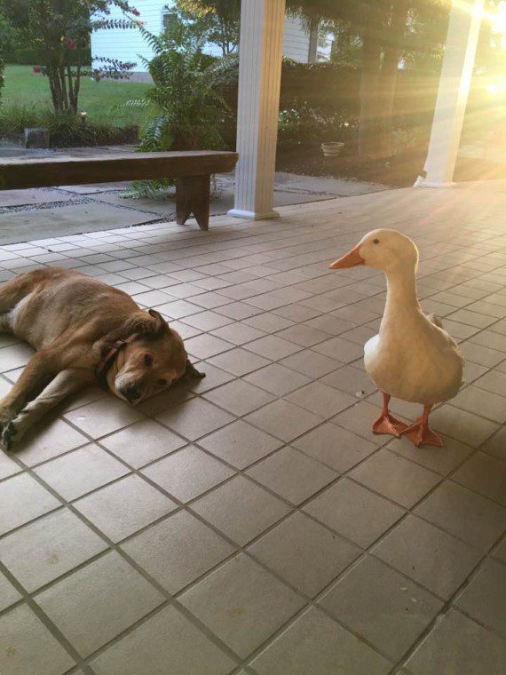 Dog and a duck1