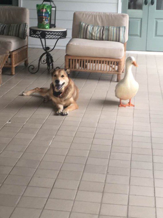 Dog and a duck5