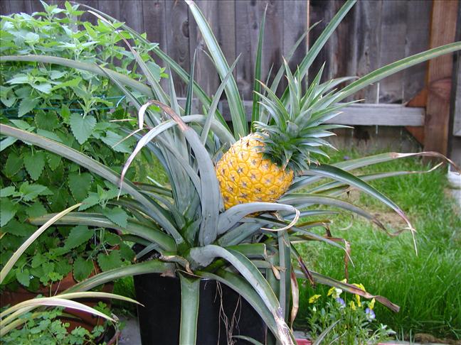 Grow a pineapple4