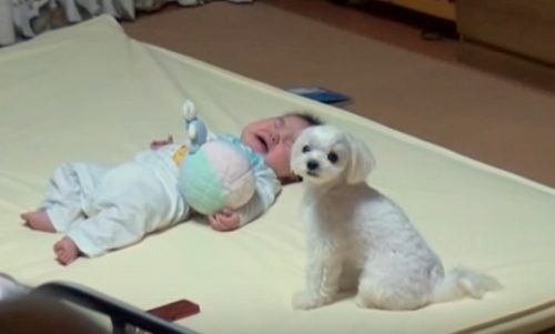 Puppy and crying baby1