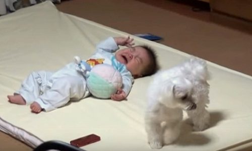 Puppy and crying baby2