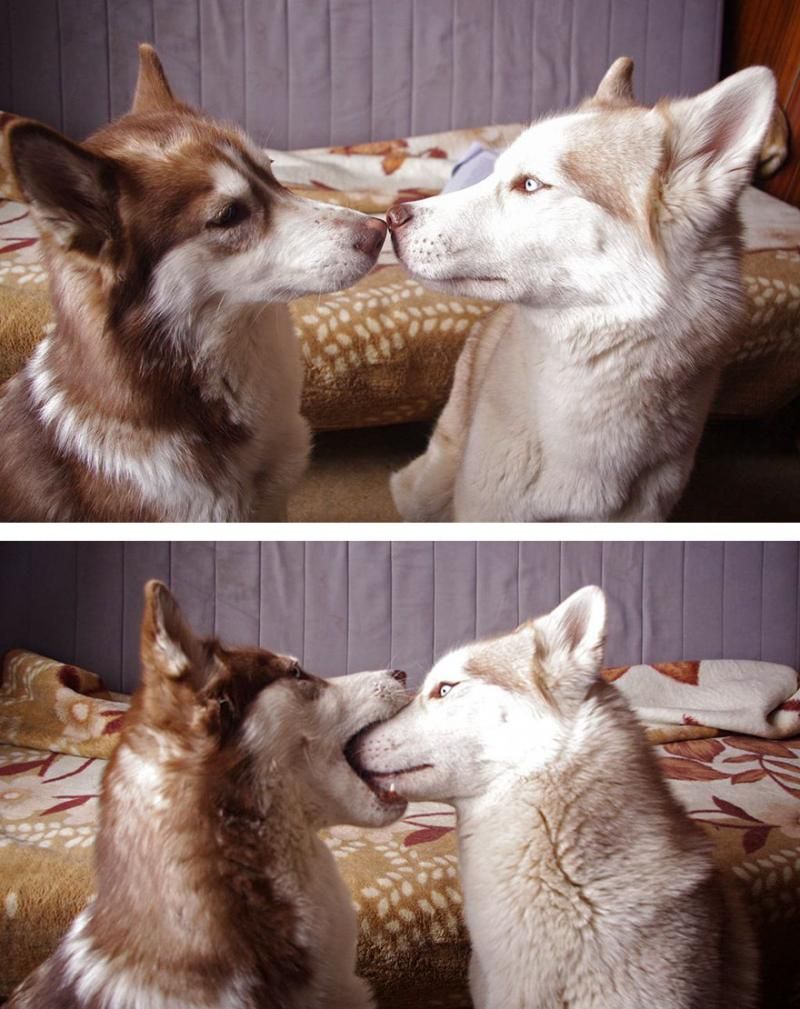 animals kissing 1