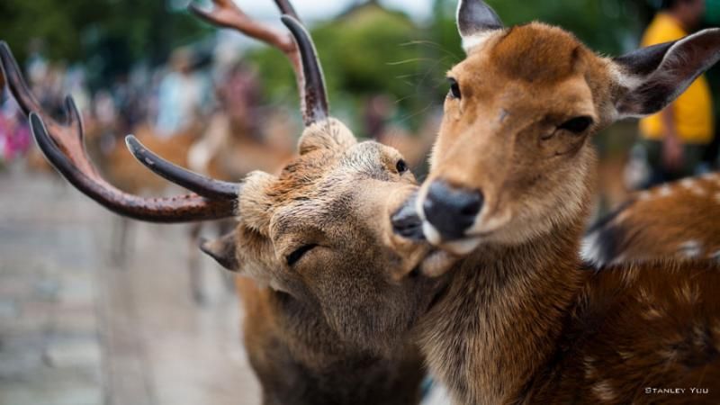 animals kissing 14