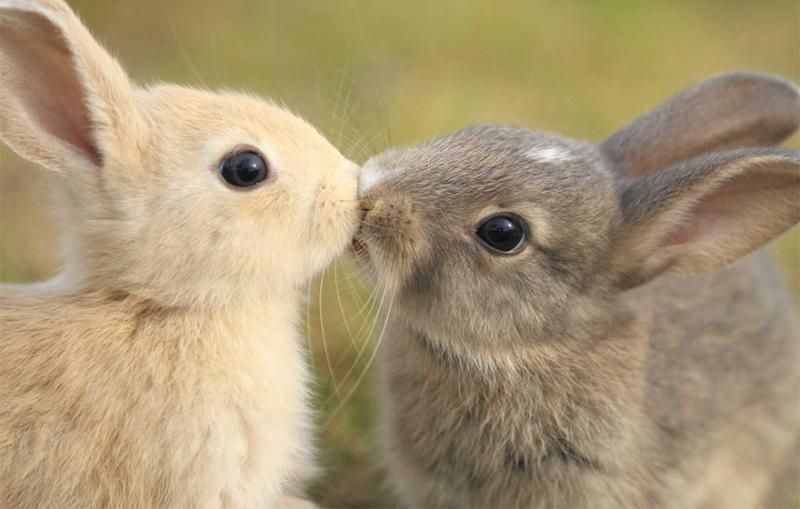 animals kissing 7