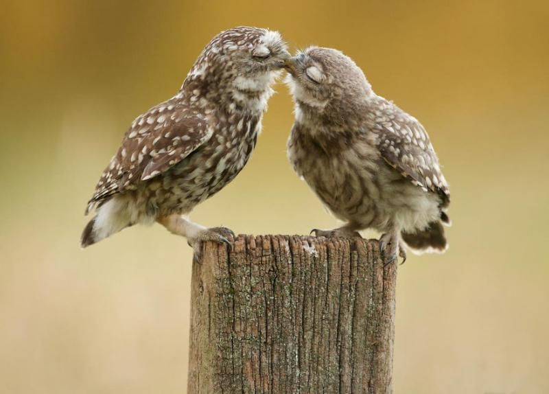 animals kissing 8