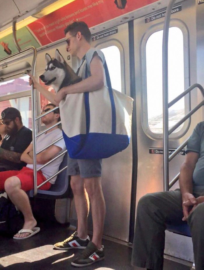 dog in a bag subway 1