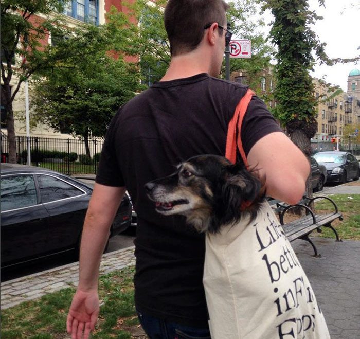 dog in a bag subway 2