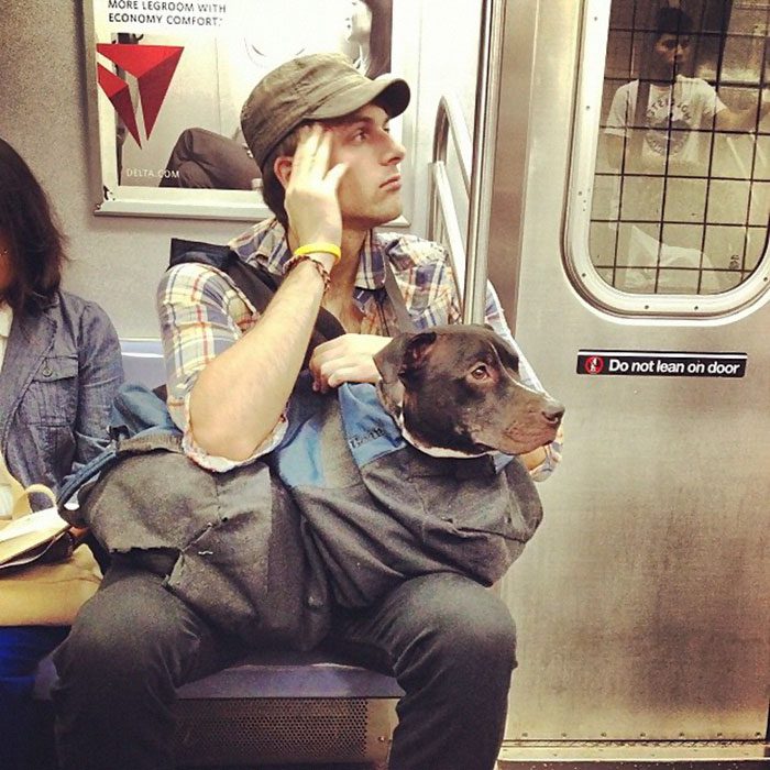dog in a bag subway 3