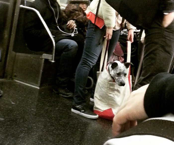 dog in a bag subway 4
