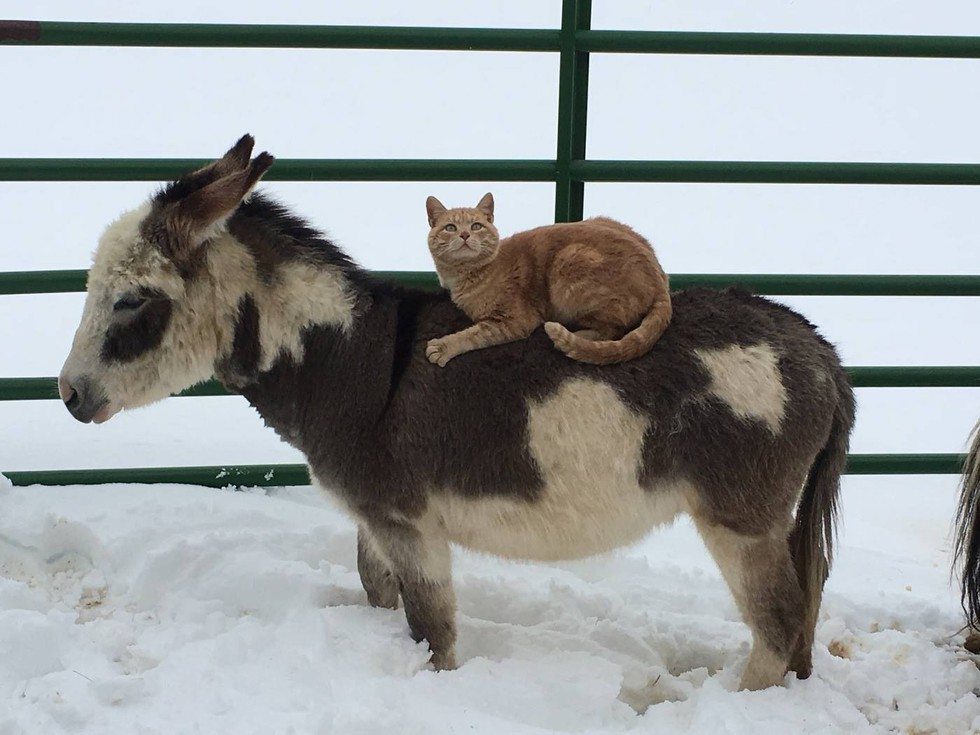 animals carry cat3