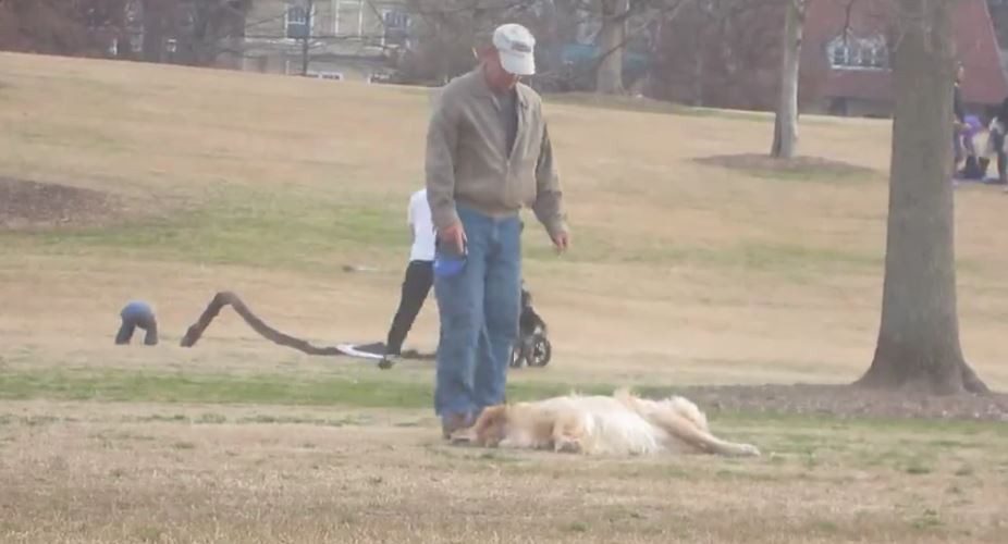 dog doesnt want leave park1