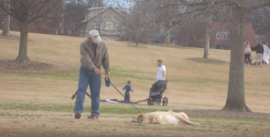 dog doesnt want leave park2