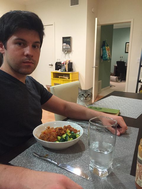cat-staring-at-food10
