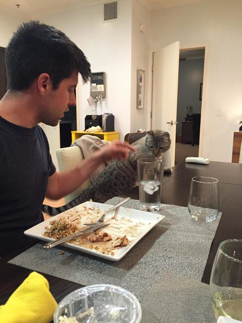 cat-staring-at-food18