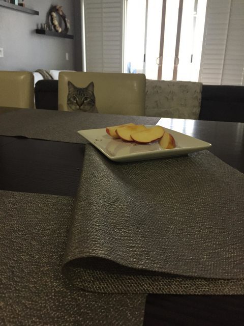 cat-staring-at-food19