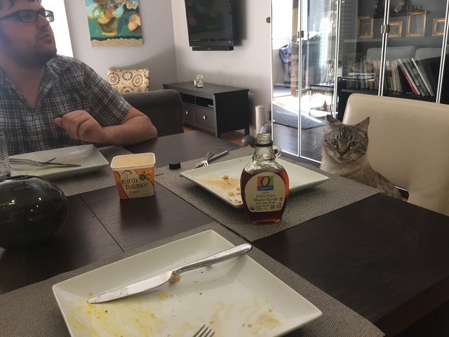 cat-staring-at-food20