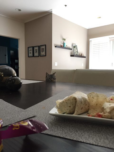 cat-staring-at-food3