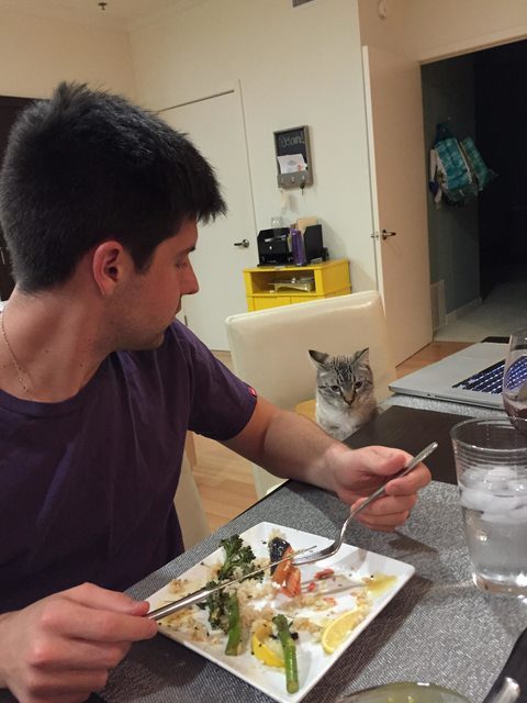 cat-staring-at-food4