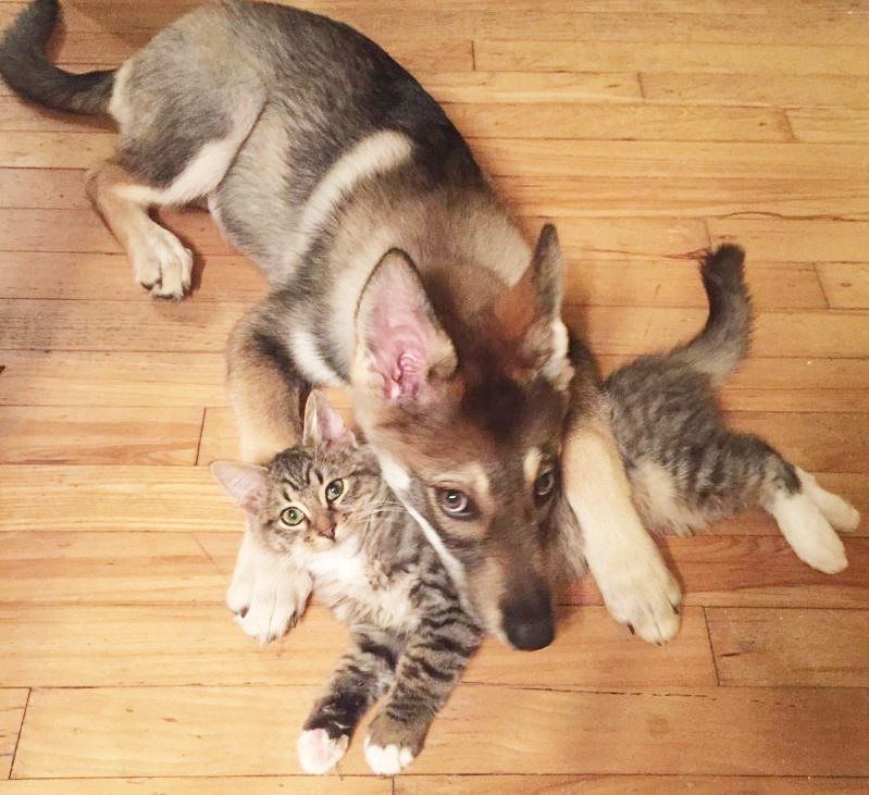 dog-adopts-shelter-kitten3