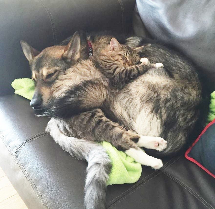 dog-adopts-shelter-kitten4