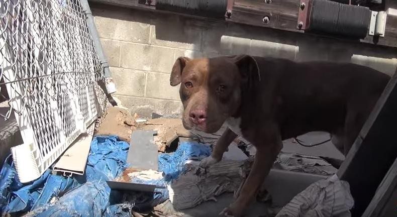 homeless-dogs-scared-being-rescued3
