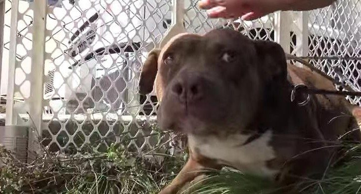 homeless-dogs-scared-being-rescued4