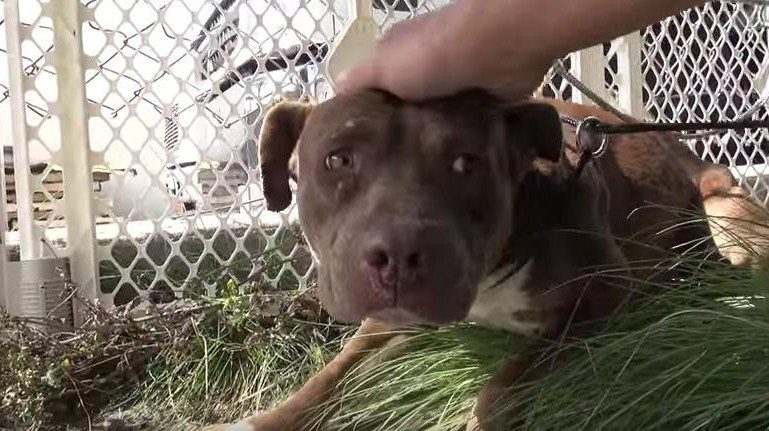 homeless-dogs-scared-being-rescued5