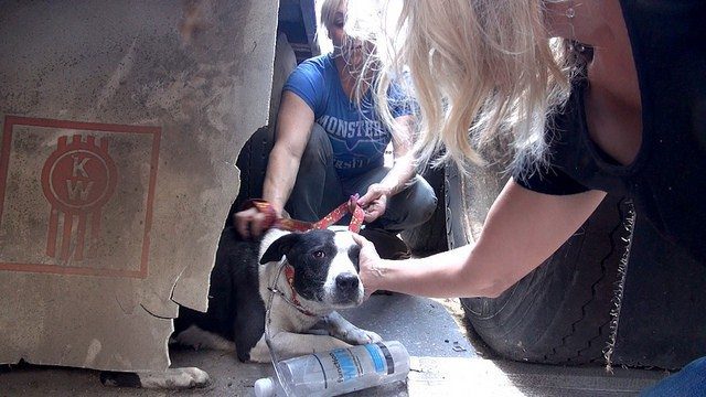 homeless-dogs-scared-being-rescued7
