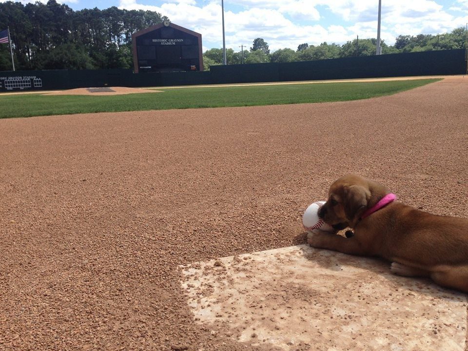 puppy-at-baseball-stadium1
