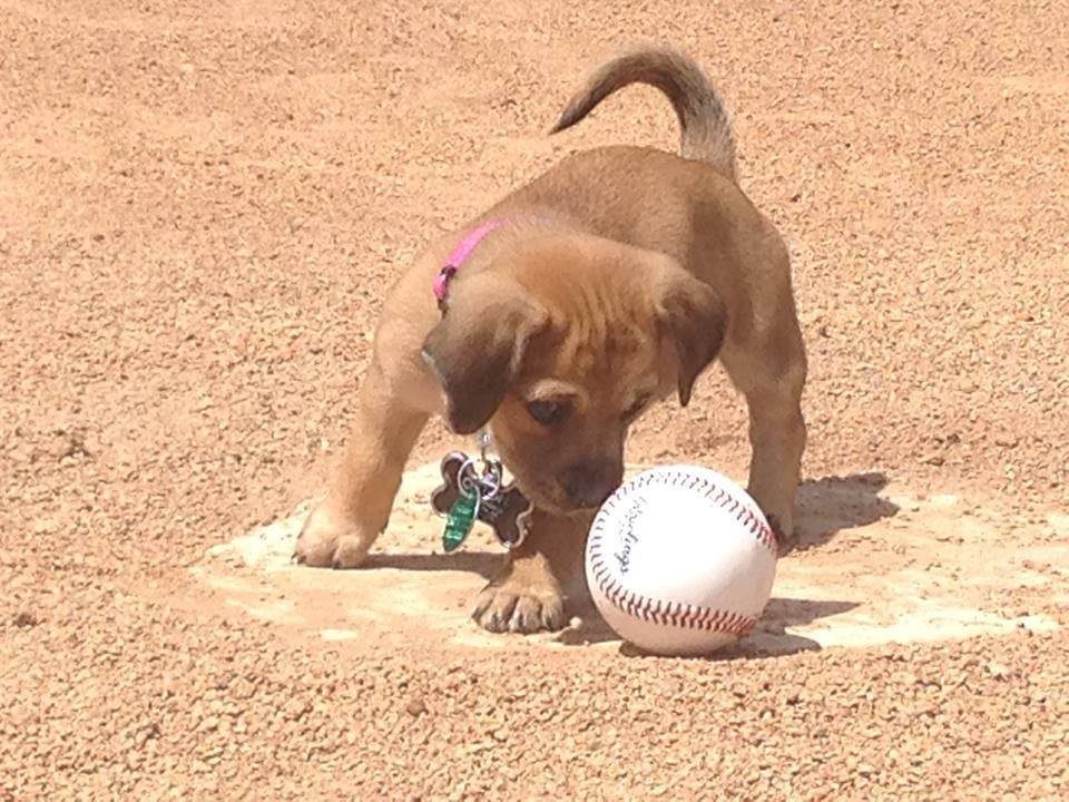 puppy-at-baseball-stadium3