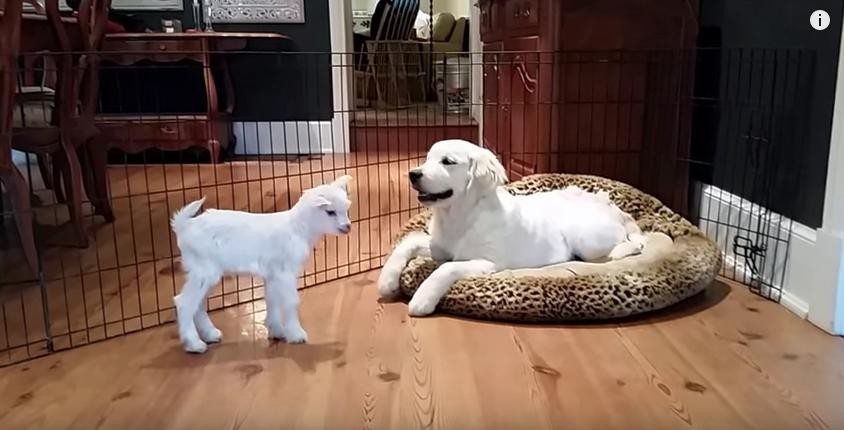 baby-goat-meets-puppy1