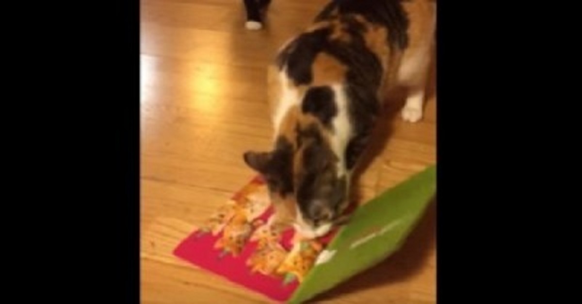 This Cat Has The Funniest Reaction When He Finds A Singing Birthday Card
