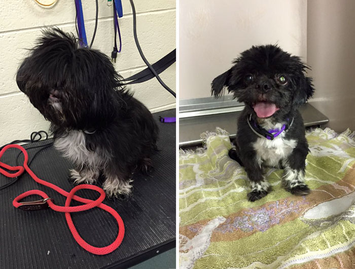 shelter dogs free haircut 10