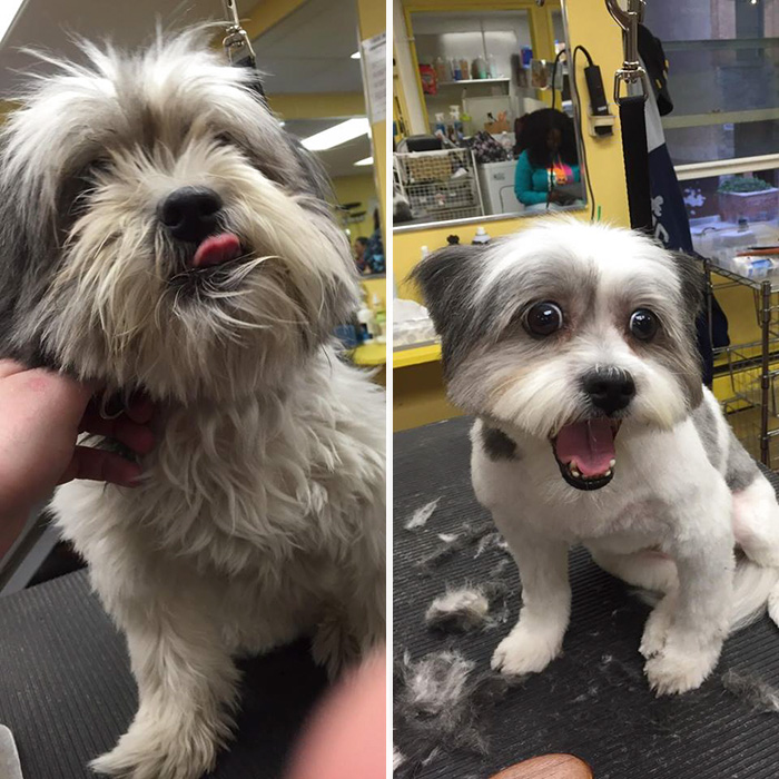 shelter dogs free haircut 4