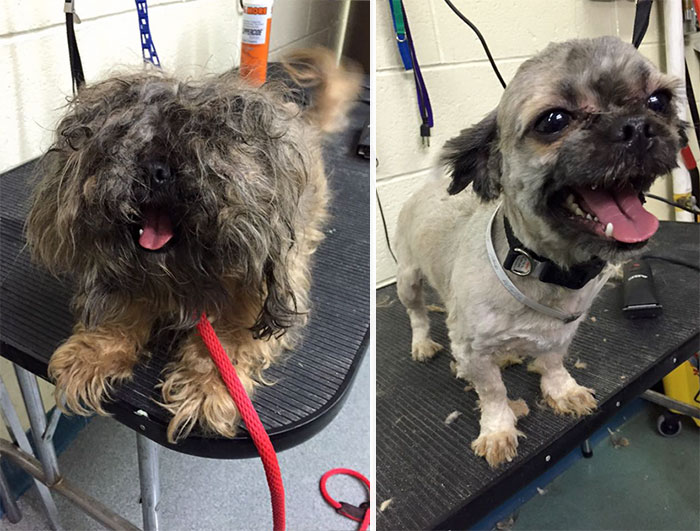 shelter dogs free haircut 5