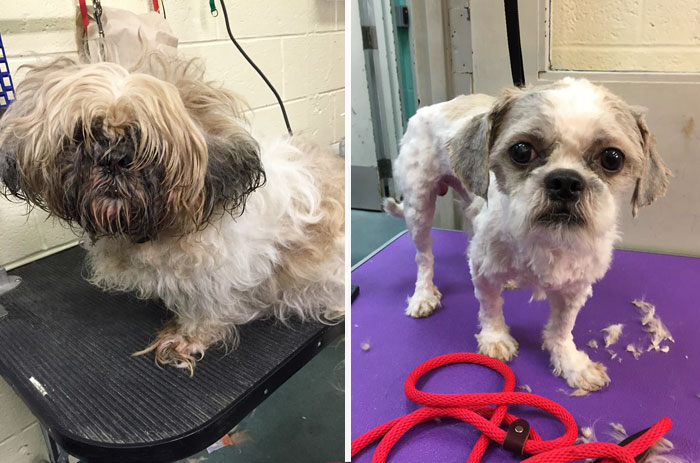 shelter dogs free haircut 9