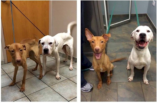 starving dogs rescued 
