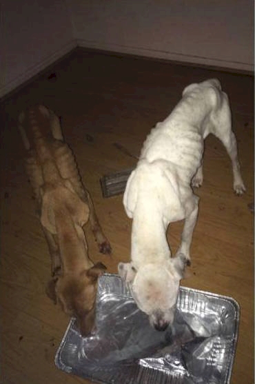 starving dogs rescued 