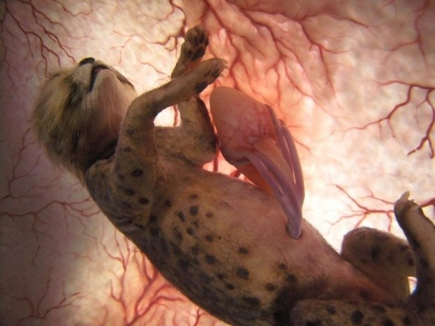 animals in womb 